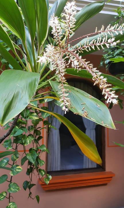 Coatepec Hotel | Hotel Posada San Jerónimo