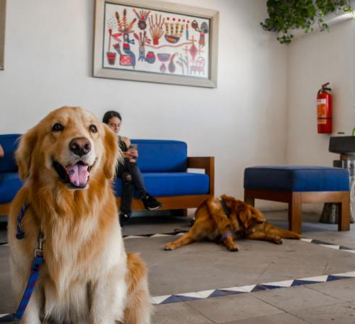 Fluvial Vallarta Hotel | Puerto de Luna Pet Friendly and Family Suites