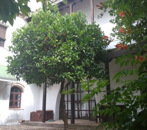Patio Del Limonero 