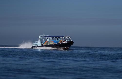 North Hotel Zone Boat Rental | Bubu's Toy Yate Privado