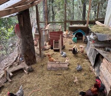 San Cristobal de las Casas Ski Chalet | Cabaña ecológica de la granjita