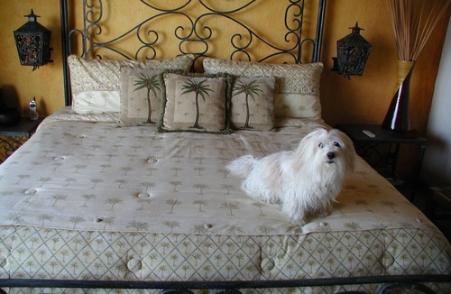 Conchas Chinas Villa | Casa de la Hoja: Lovely Private Villa: Secluded Pool : Perfect Walkable Location