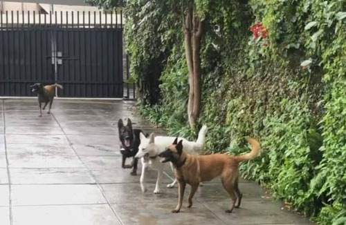 Cuernavaca House | Casa las Maravillas, hermosos jardines y alberca