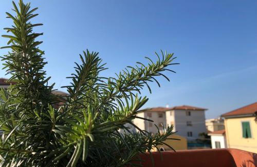 Pisa Bed & Breakfast | Da Paola