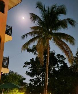 La Cruz de Huanacaxtle Other | Delfin