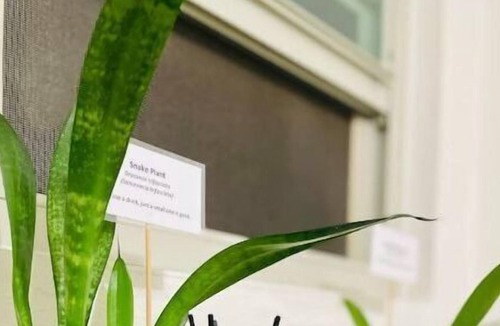 Jobos Apartment | Pothos Beach Penthouse