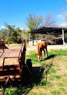 San Francisco de los Romos Other | Quinta el cocula cabañas y camping