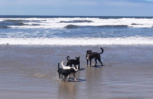 San Quintin Other | Rustic off-grid retreat for animal lovers and adventure seekers!