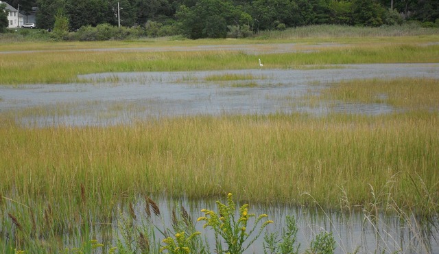 1.5 blocks from the Ocean, Botanical Garden on protected estuary. True sanctuary