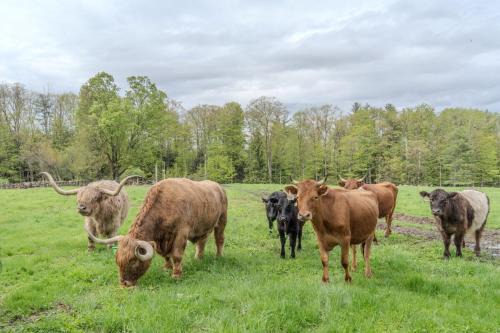 Cozy Heritage Suite for Two - With Highland Cattle