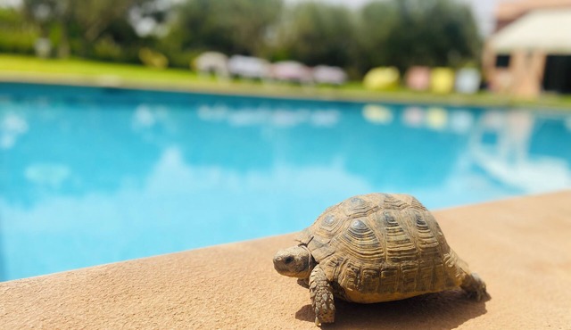 Prestige Serenity private double room with garden and pool overlooking the Atlas mountains!