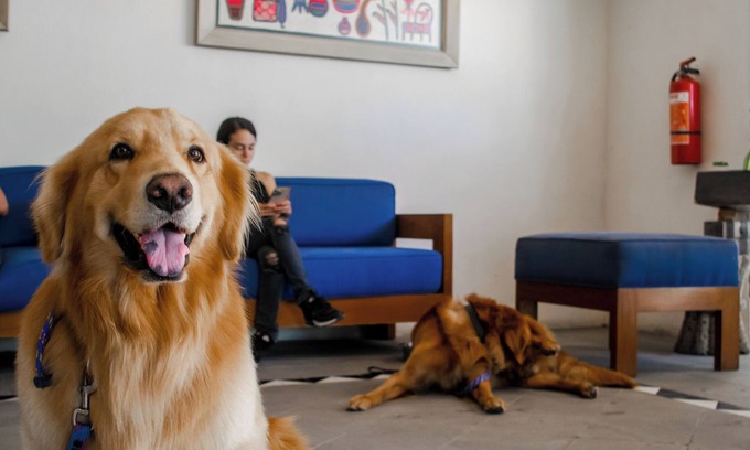 Fluvial Vallarta Apartment | Puerto de Luna Pet Friendly & Family Suites Hotel
