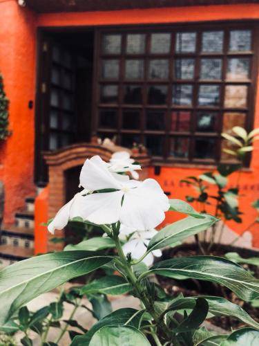 Photo of Others in Guanajuato