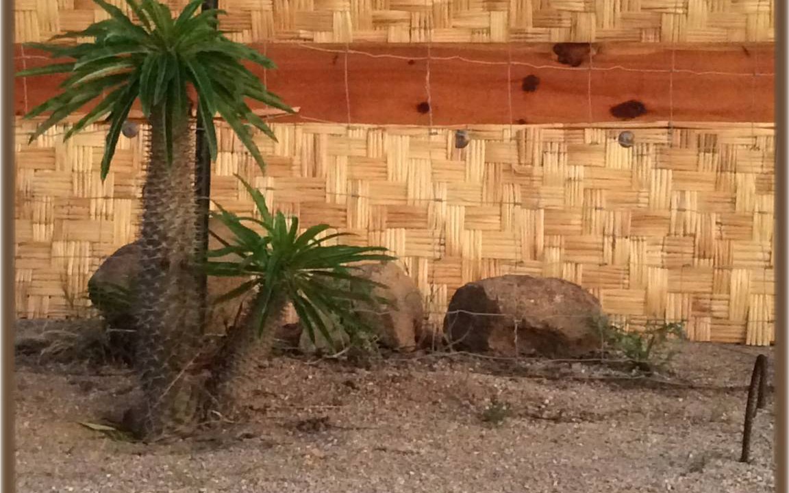 Photo of Others in Todos Santos