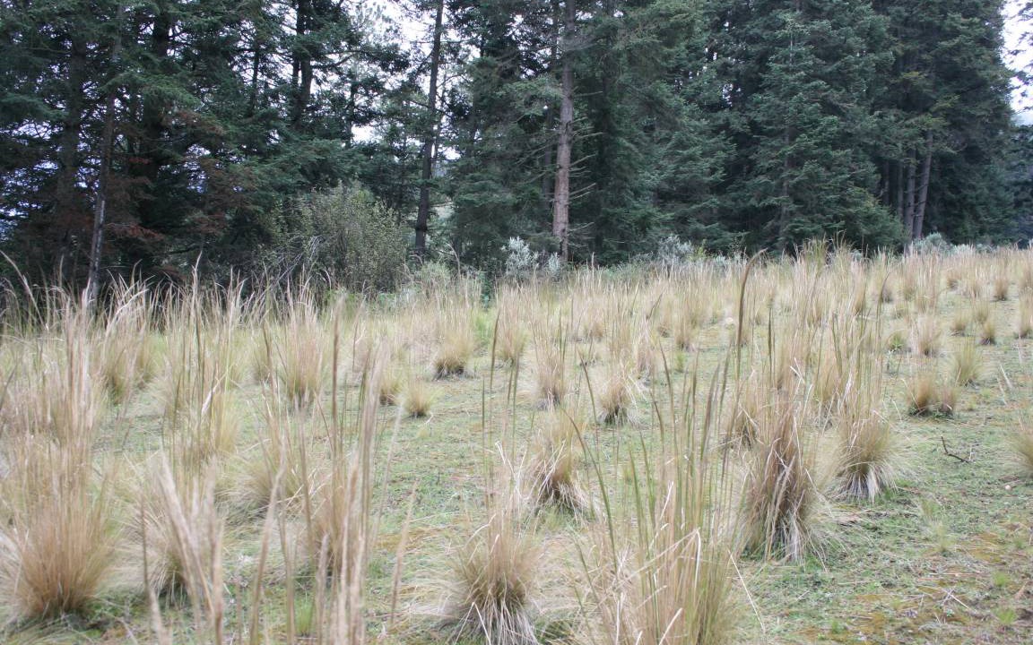 Photo of Others in Tlachichuca