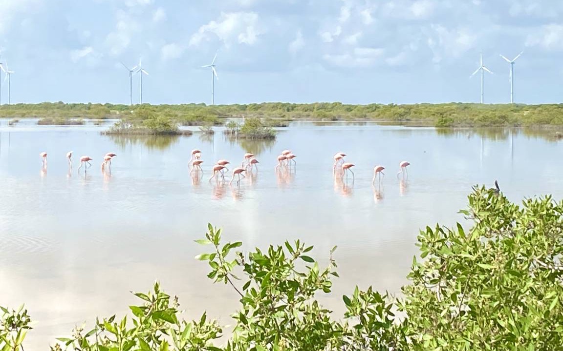 Photo of Others in Chicxulub Puerto