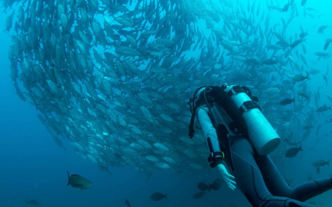 Photo of Others in Cabo Pulmo