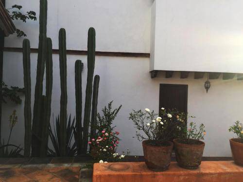 Photo of Others in Guanajuato