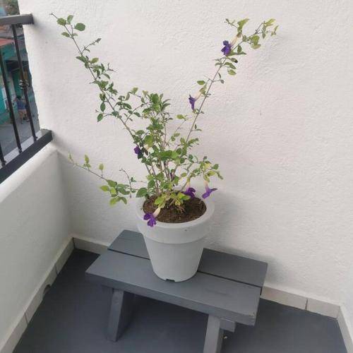 Photo of Patio Balcony in Almacen