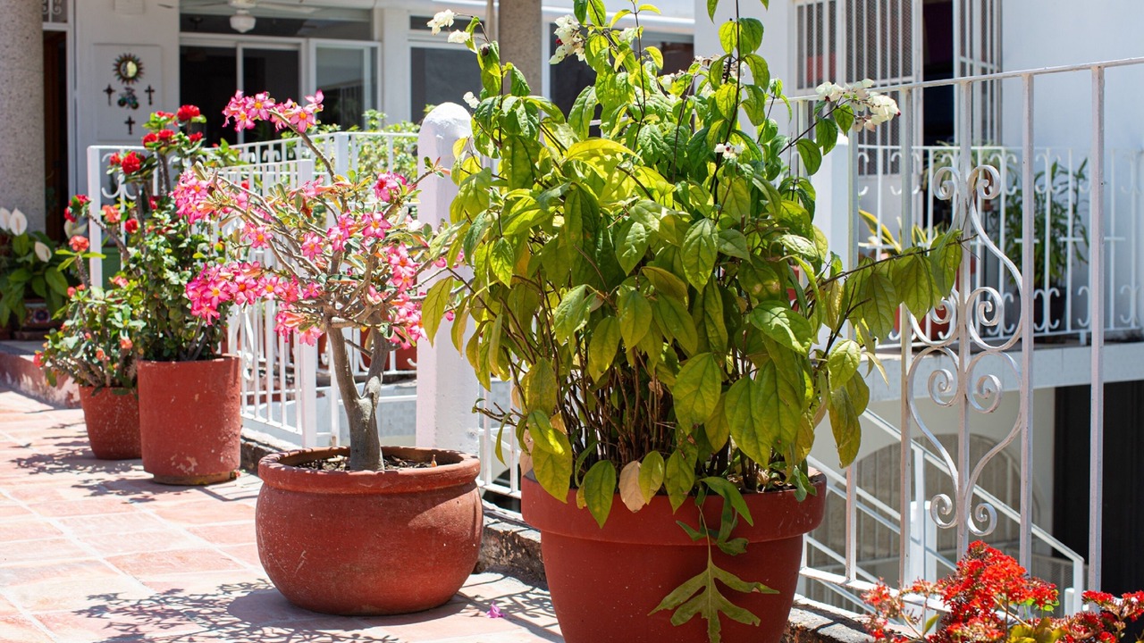 Photo of Others in Downtown Puerto Vallarta