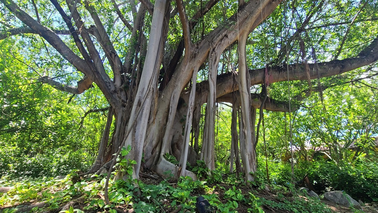 Photo of Outdoor in Loma de Guadalupe