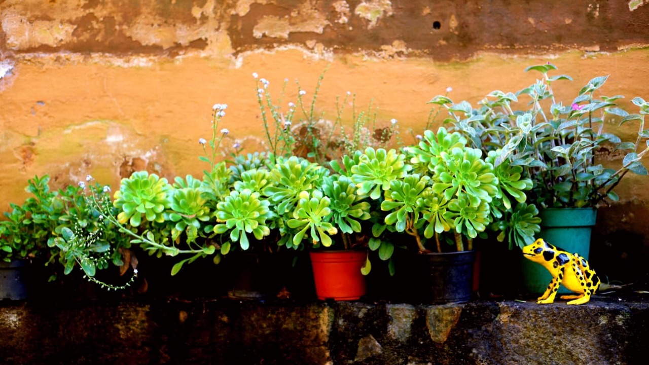 Photo of Outdoor in Centro