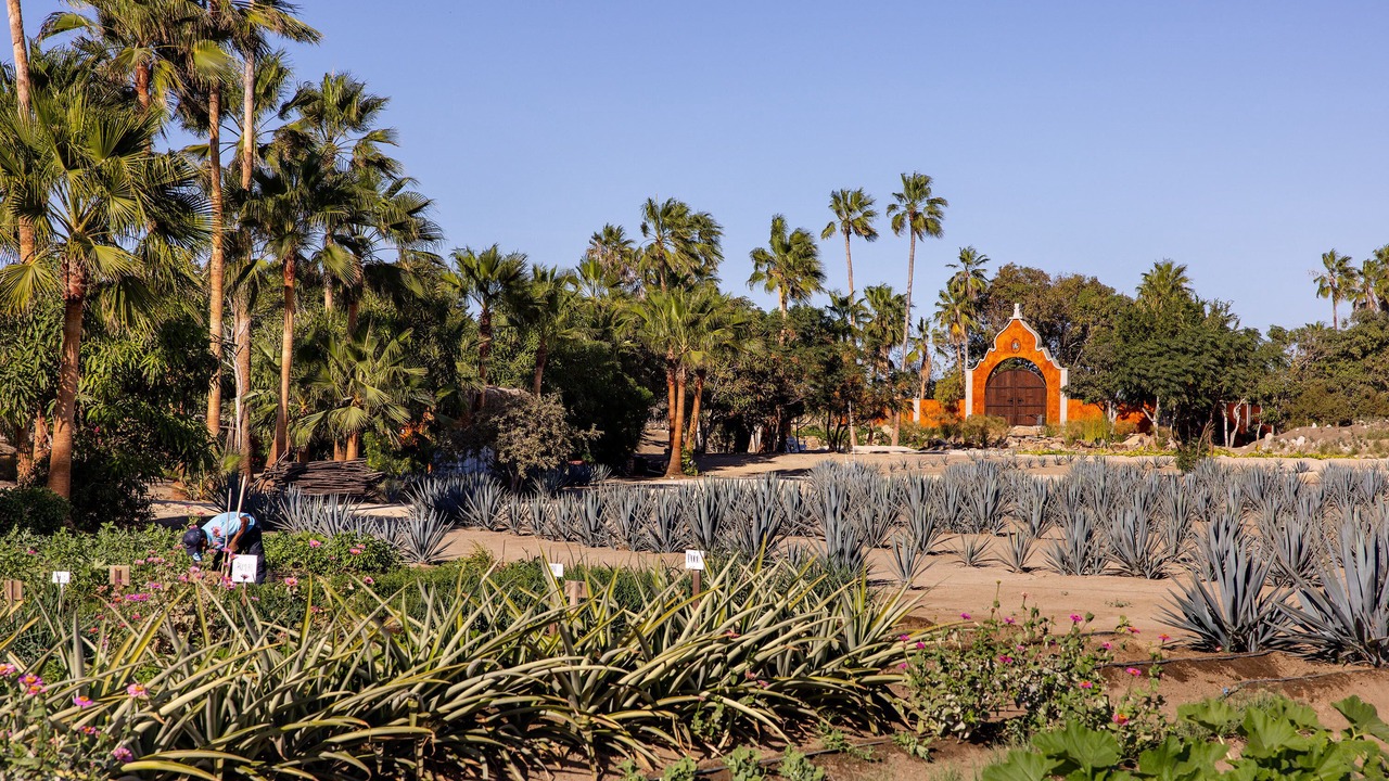 Photo of Outdoor in Todos Santos