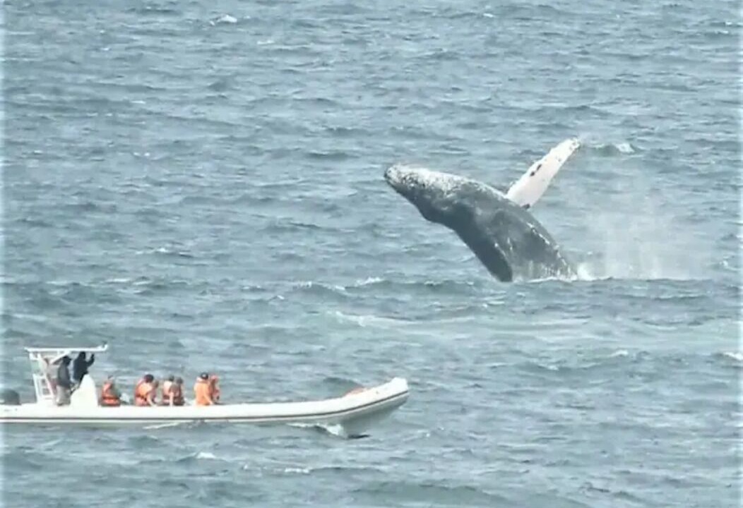Photo of Others in Mismaloya