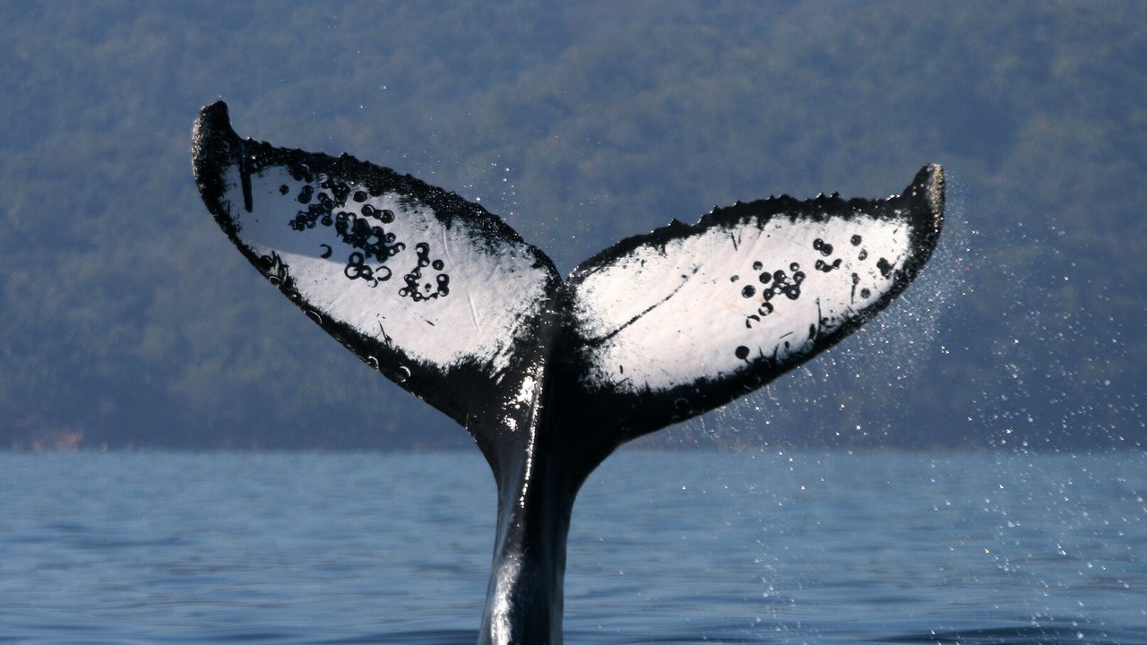 Photo of Others in Mismaloya