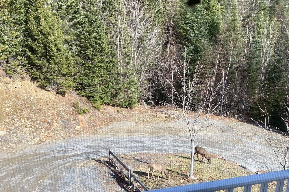 Photo of Others in Rangeley