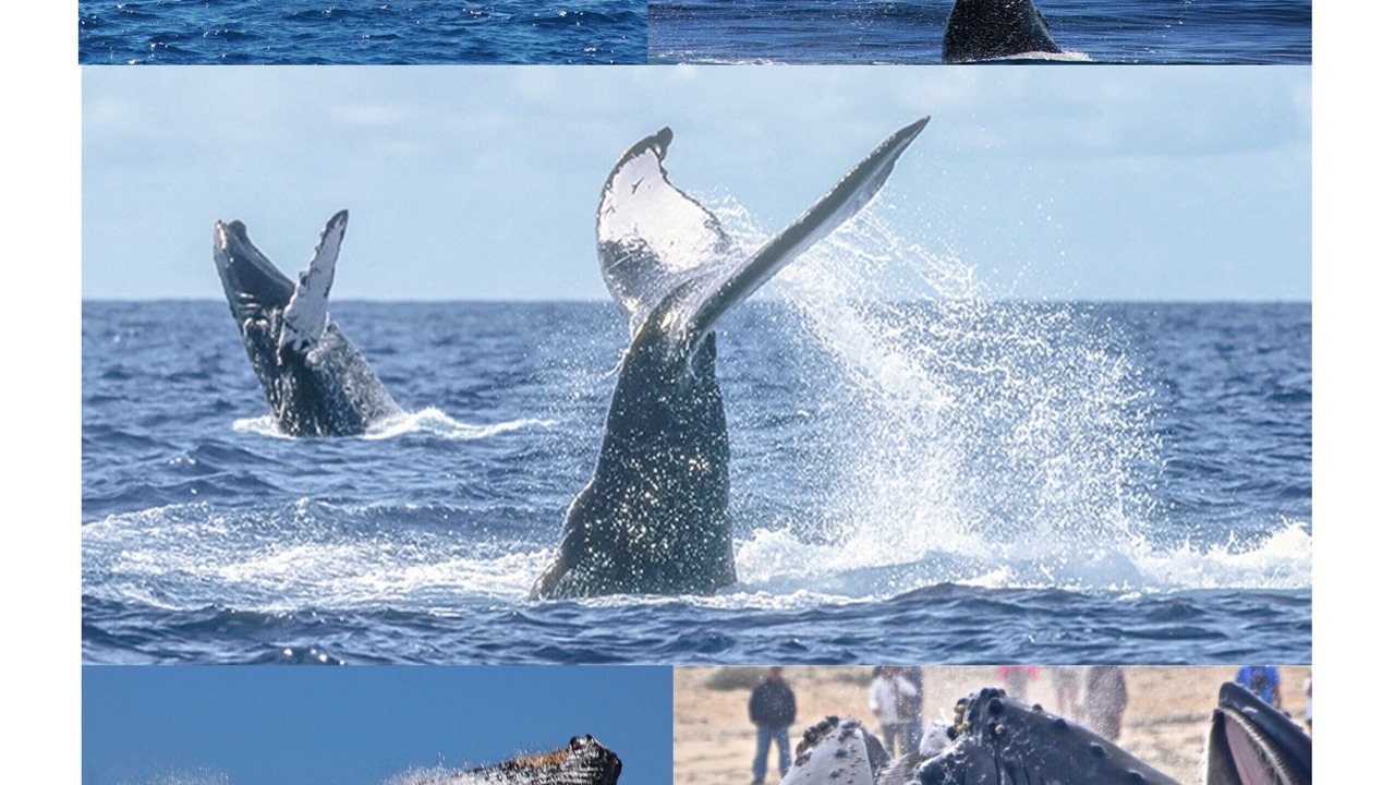 Photo of Others in Los Cabos