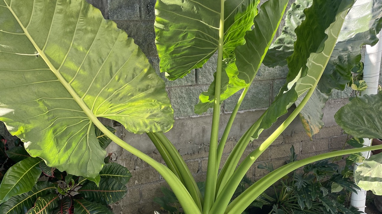 Photo of Outdoor in Bacocho