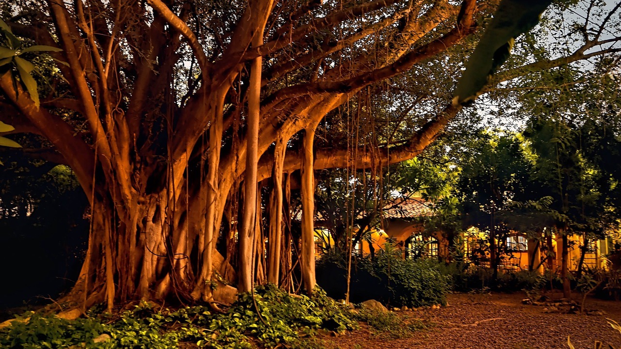 Photo of Outdoor in Alamos