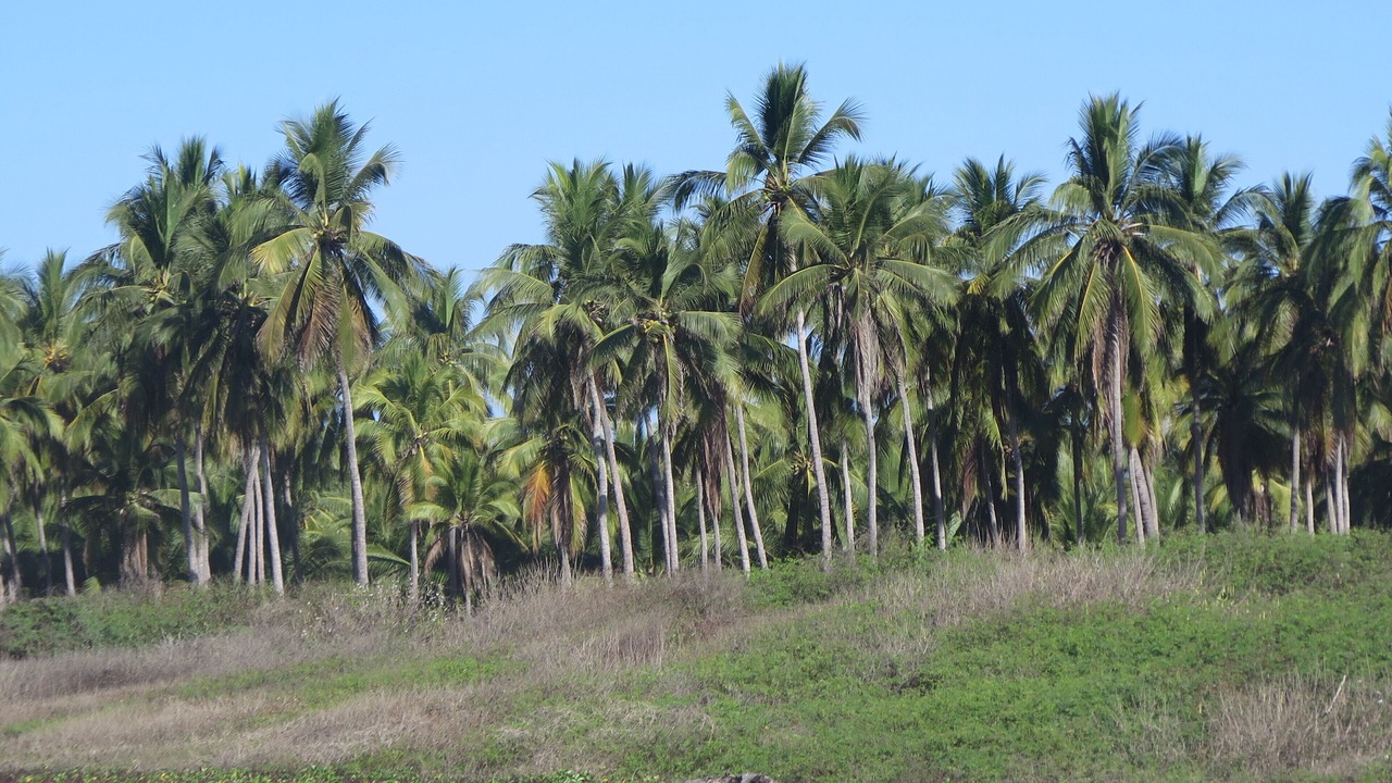 Photo of Outdoor in Troncones