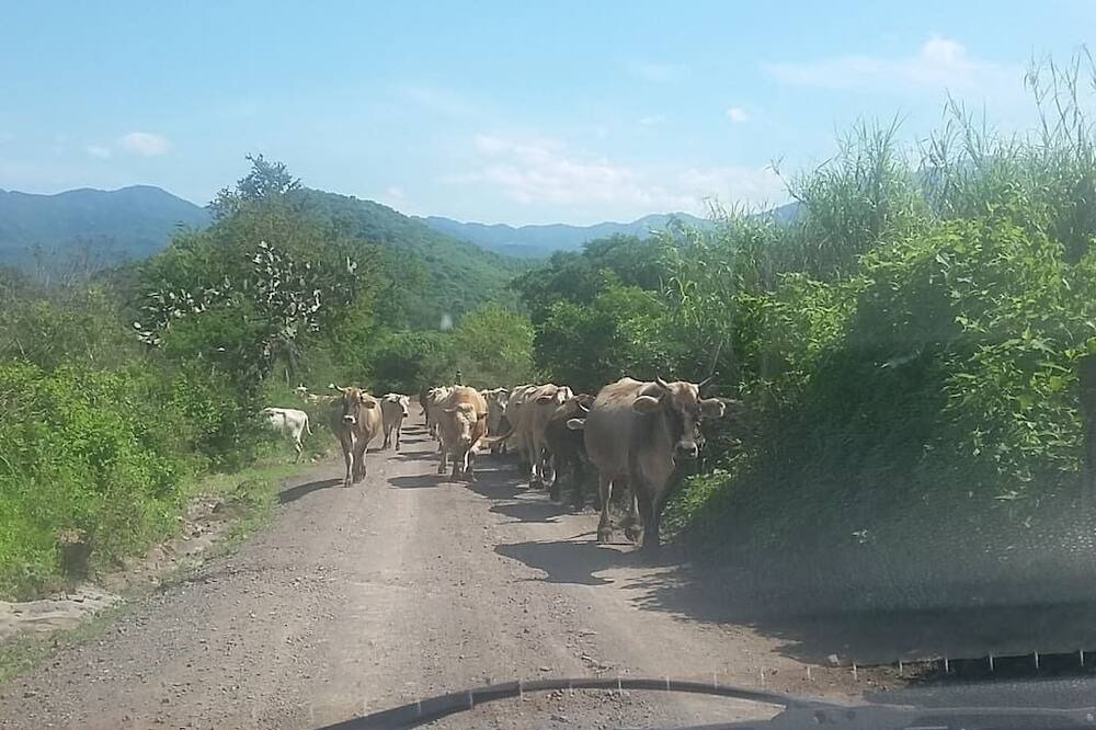 Photo of Others in Mascota