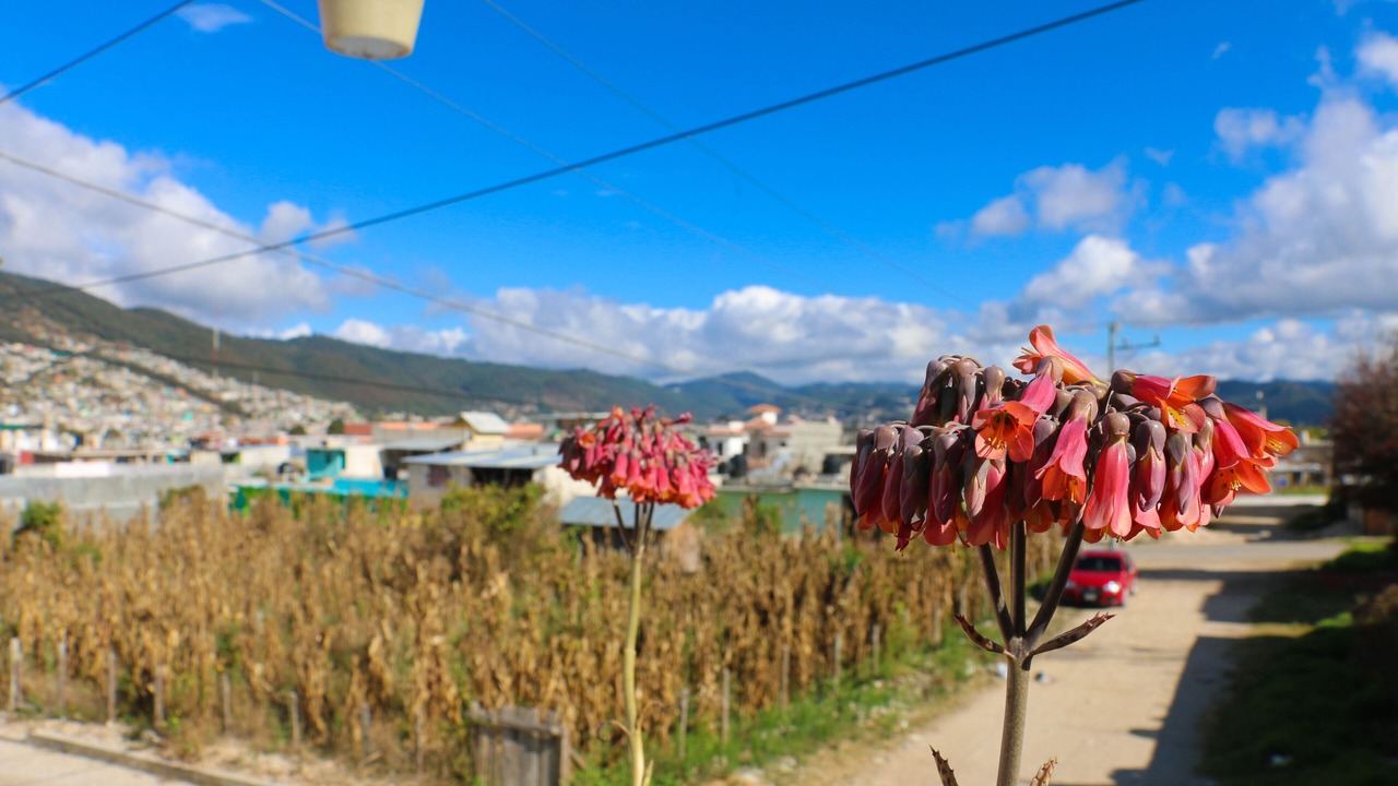 Photo of Others in San Cristobal de las Casas
