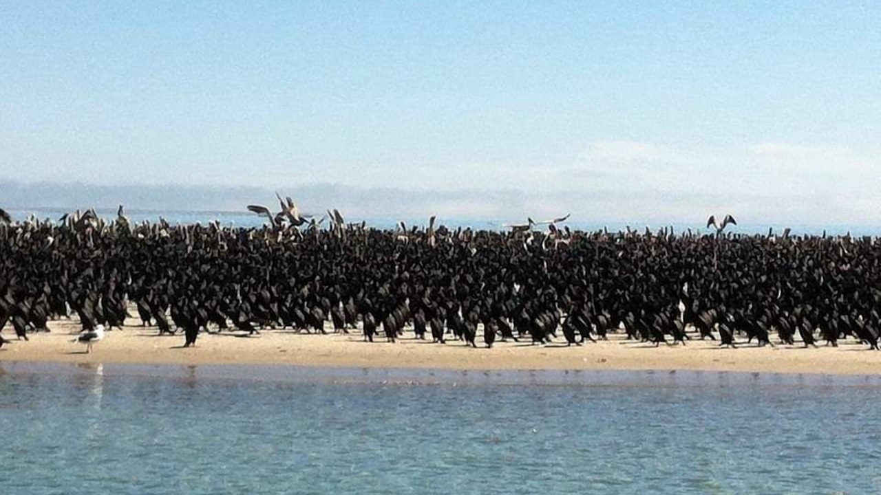 Photo of Others in Puerto San Carlos