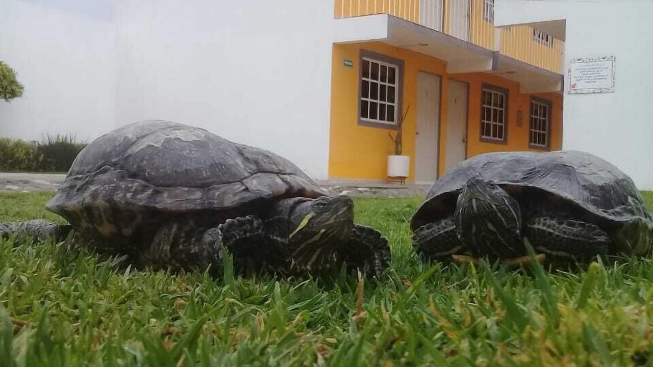 Photo of Outdoor in Pachuca