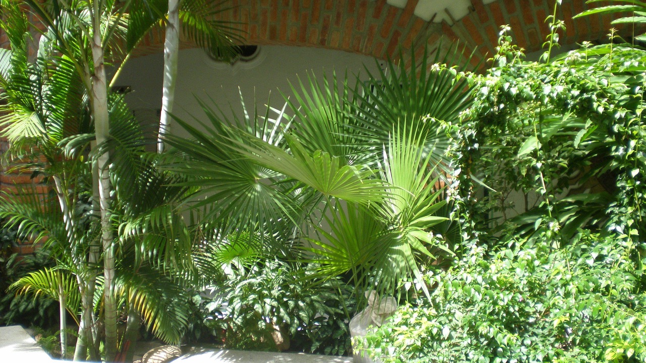 Photo of Outdoor in Downtown Puerto Vallarta