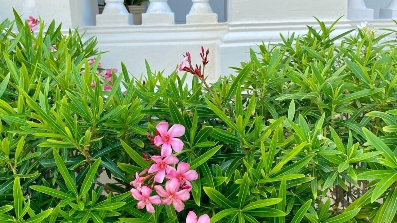 Photo of Outdoor in Progreso Municipality