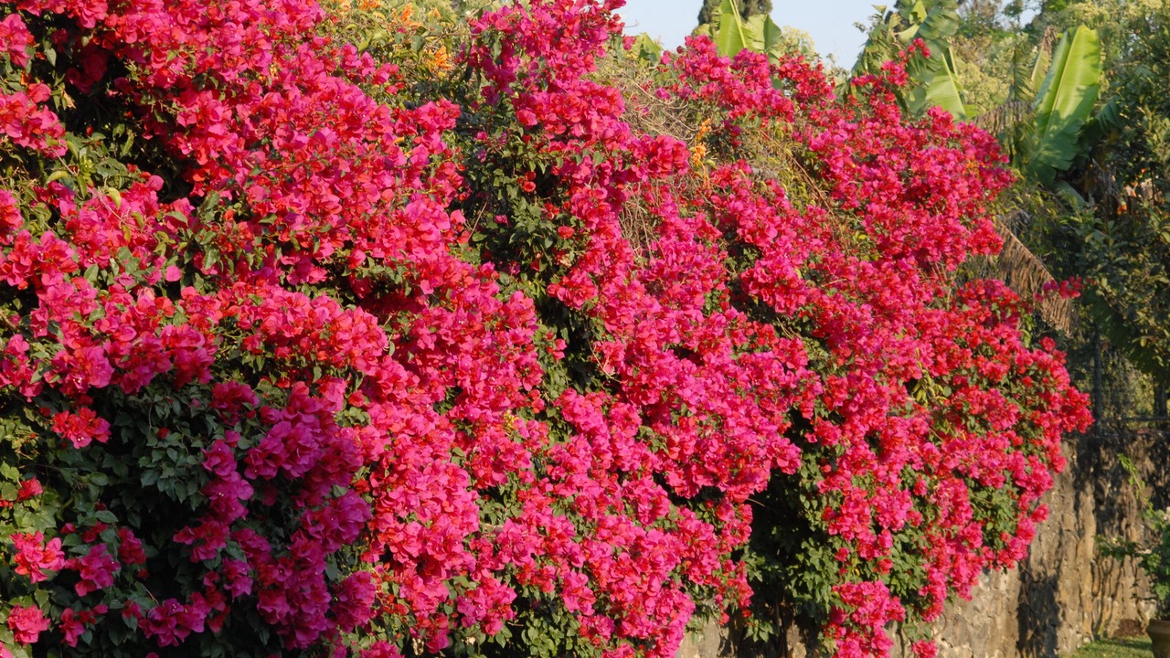 Photo of Outdoor in Tepoztlan