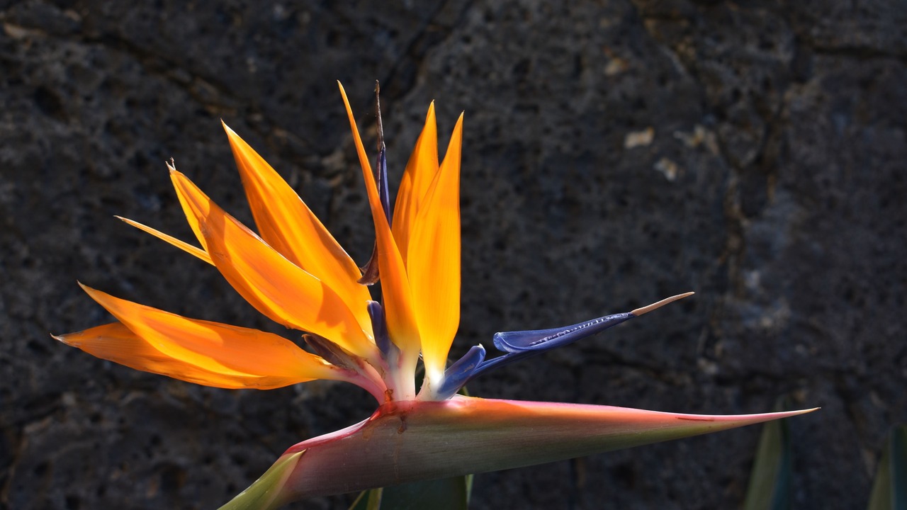 Photo of Outdoor in Tepoztlan
