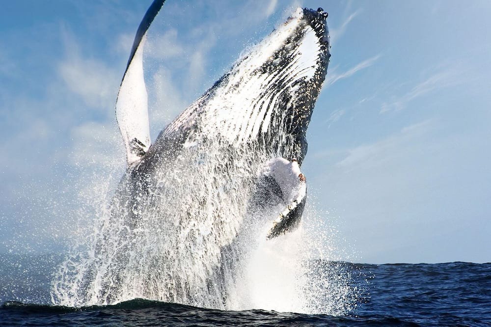 Photo of Others in Los Cabos