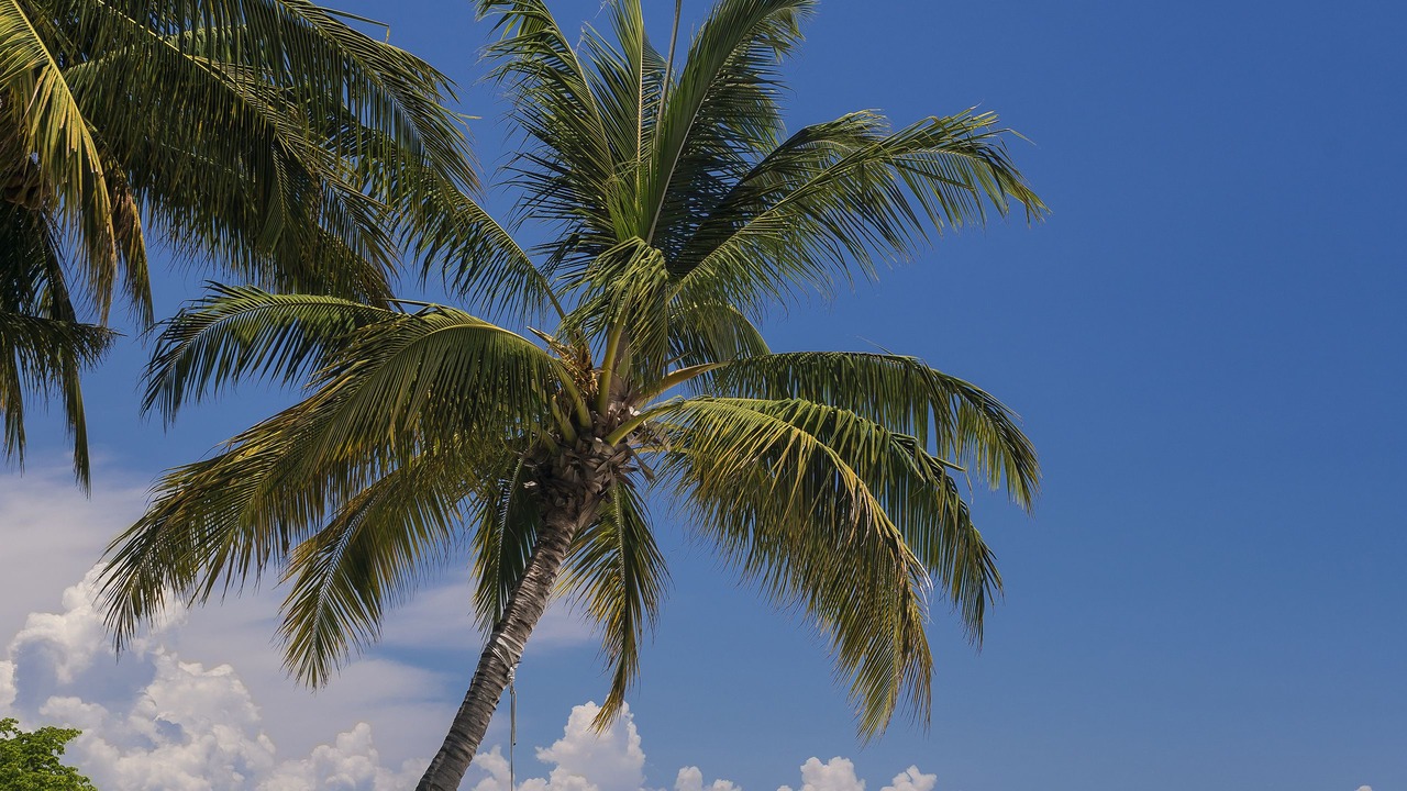 Photo of Outdoor in Punta de Mita
