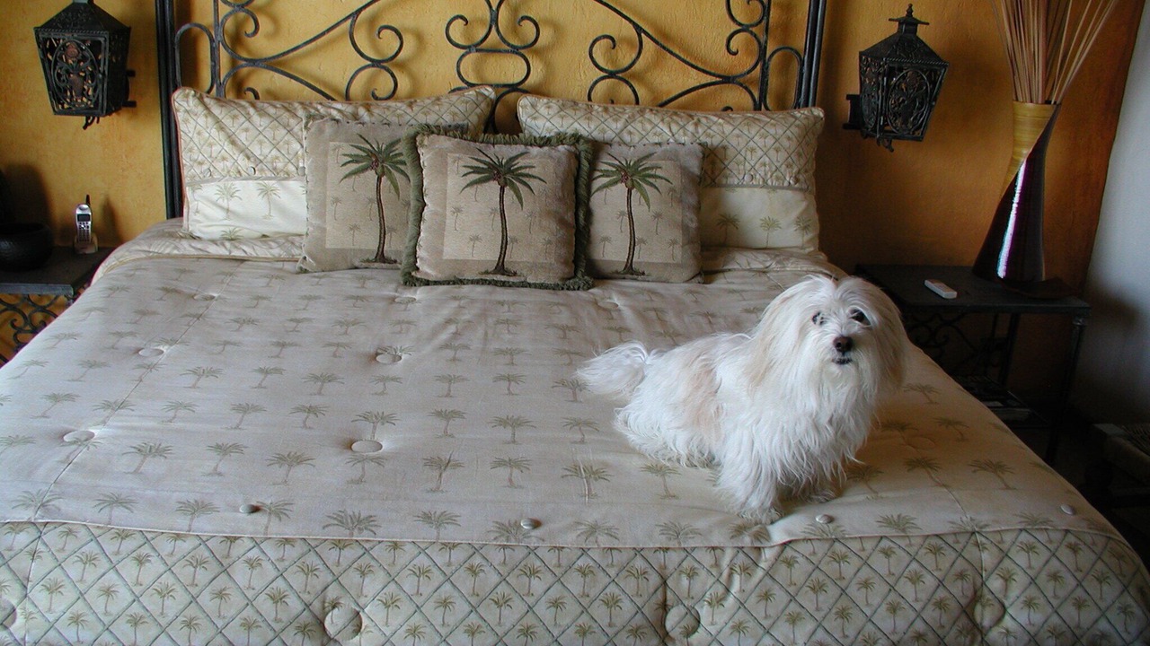 Photo of Bedroom in Conchas Chinas