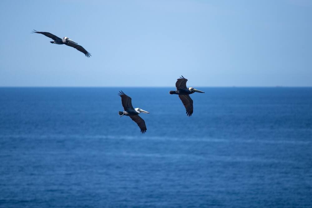 Photo of Others in Mayto
