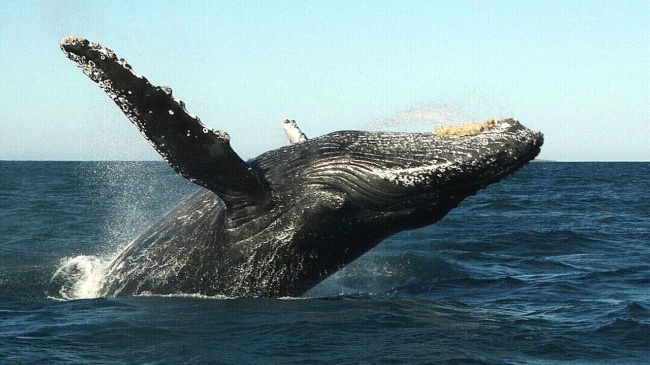 Photo of Others in Punta de Mita