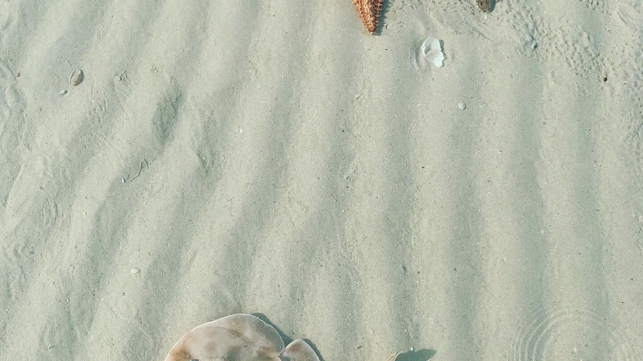 Photo of Others in Celestun