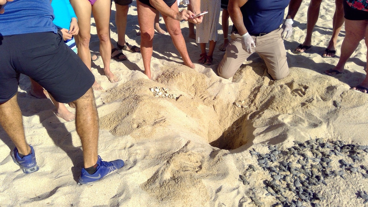 Photo of Others in Downtown San Jose del Cabo
