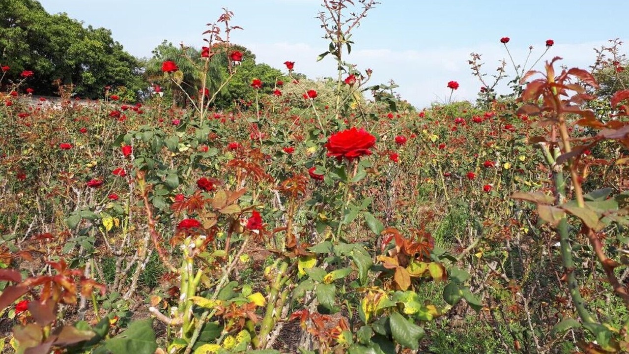 Photo of Outdoor in Tezoyuca